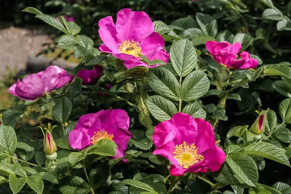 Rugosa Rose (Rosa rugosa)