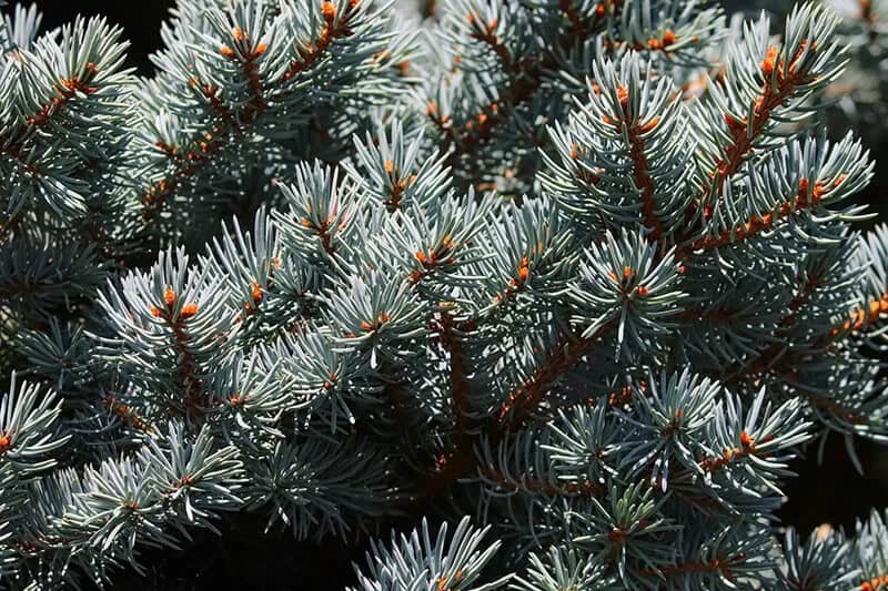 The White Fir (Abies Procera)