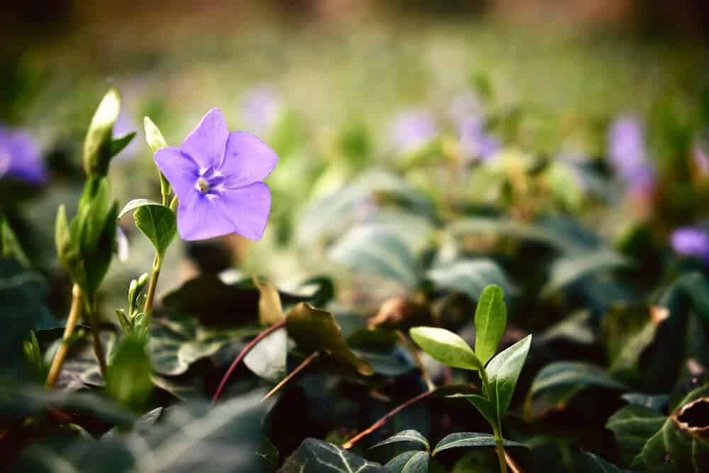 Myrtle (Vinca minor)