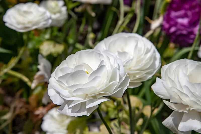 Ranunculus (Ranunculus Asiaticus)