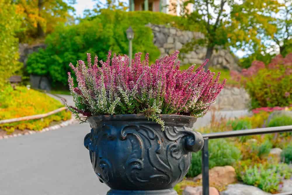 Heather (Calluna or Erica)