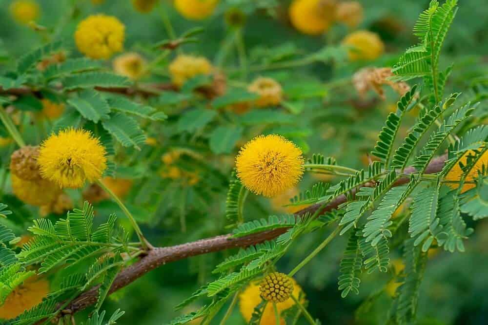 Sweet Acacia (Vachellia farnesiana)