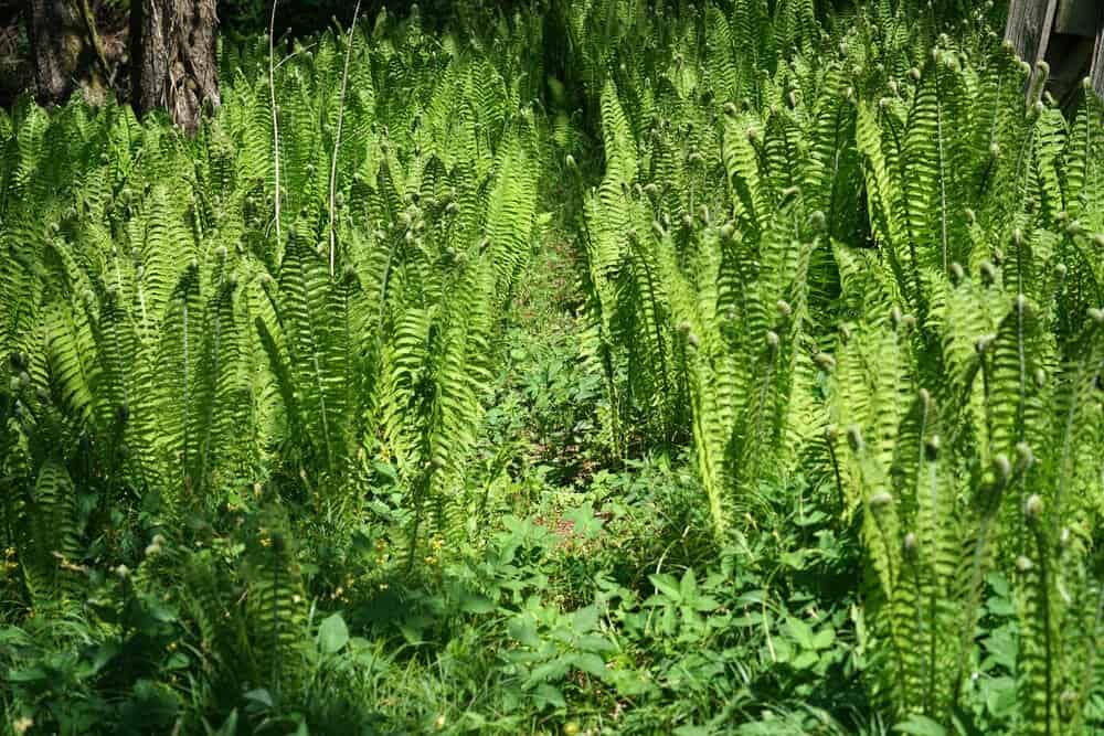 Ferns (Polypodiopsida)