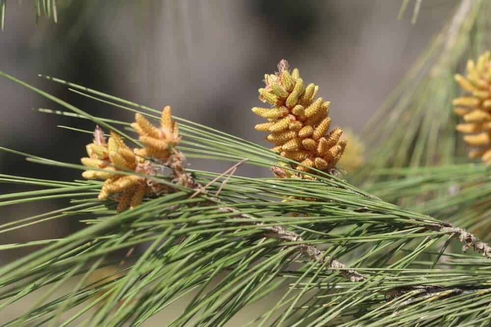 Turkish Pine (Pinus brutia)