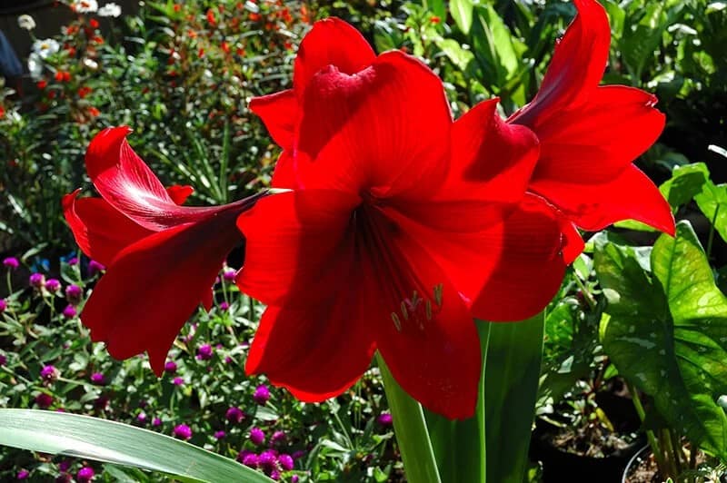 Lily ‘Cherrywood’