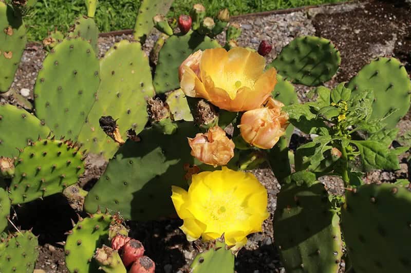 Prickly-Pear (Opuntia Humifusa)