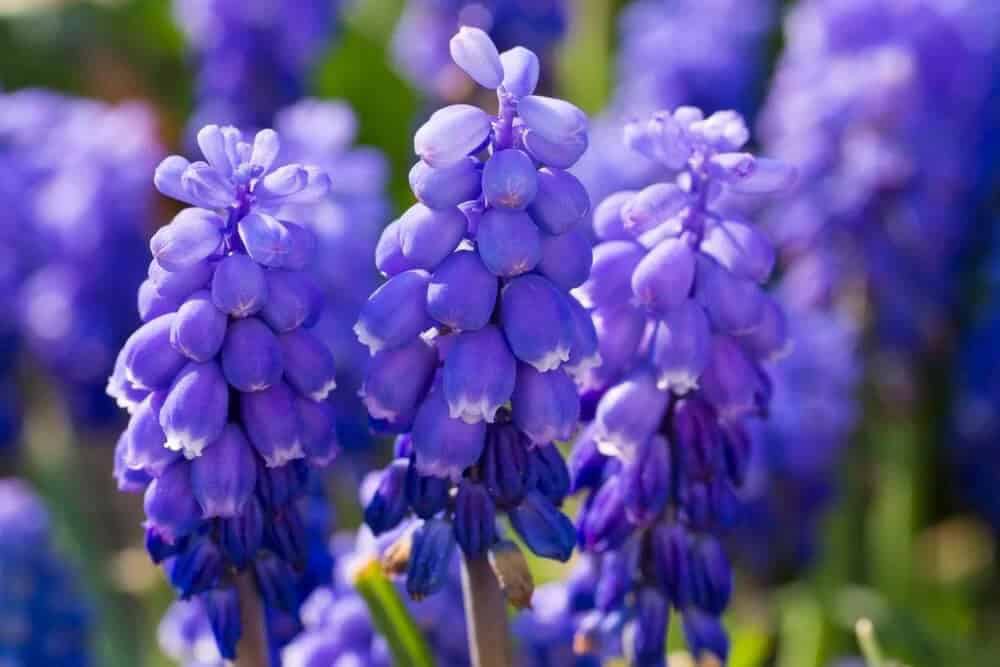 Grape Hyacinth (Muscari armeniacum)