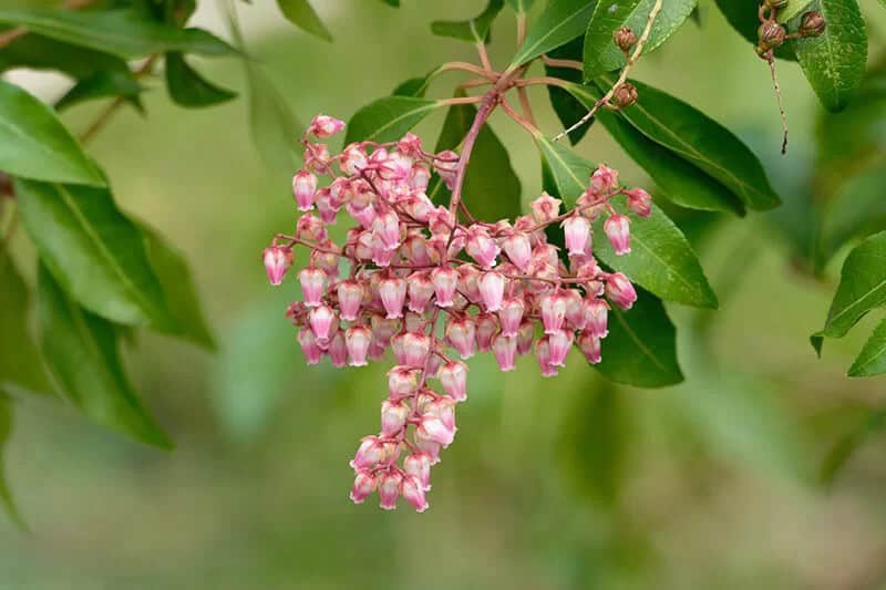 Lily of the Valley Bush (Pieris Japonica ‘Shojo’)