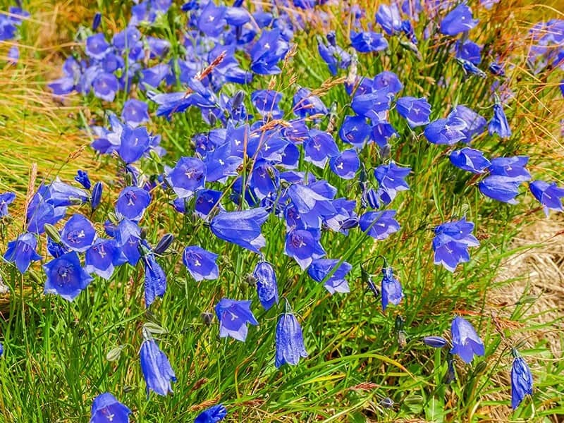 Bellflower (Campanula)