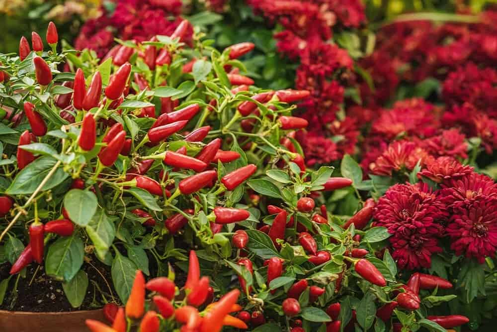 Ornamental Peppers (Capsicum annuum)