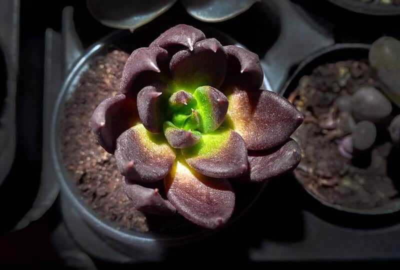 Black Prince Echeveria (Echeveria)