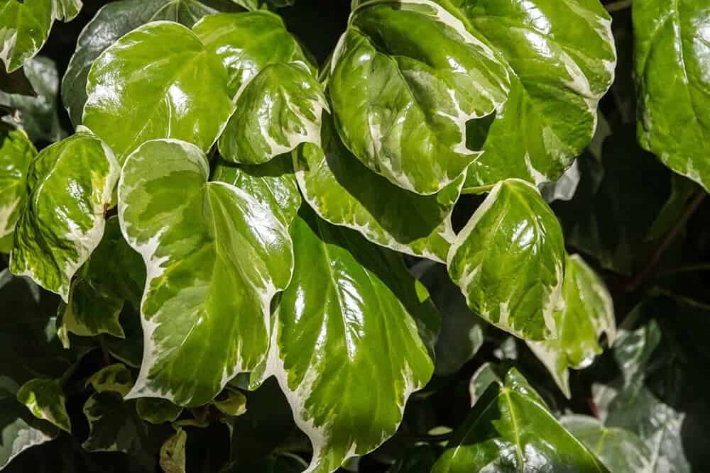 Algerian Ivy (Hedera canariensis)