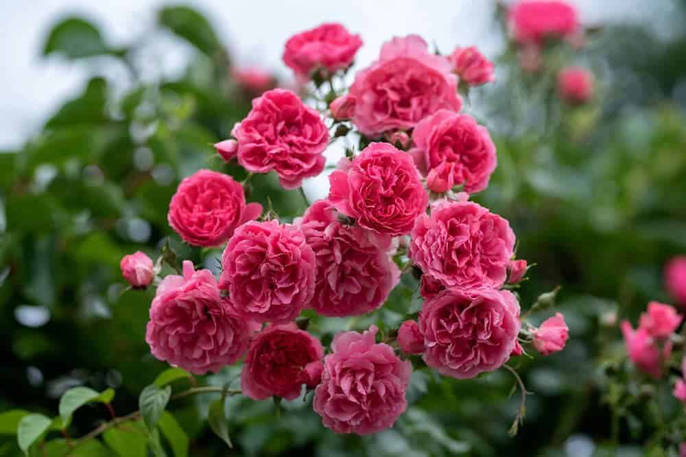 Laguna Arborose Climbing Rose (Rosa ‘Arborose Laguna’)