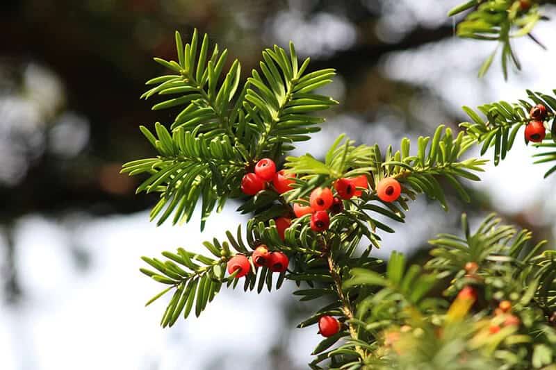 Hemlock Trees: The Pacific Yew (Taxus Brevifolia)