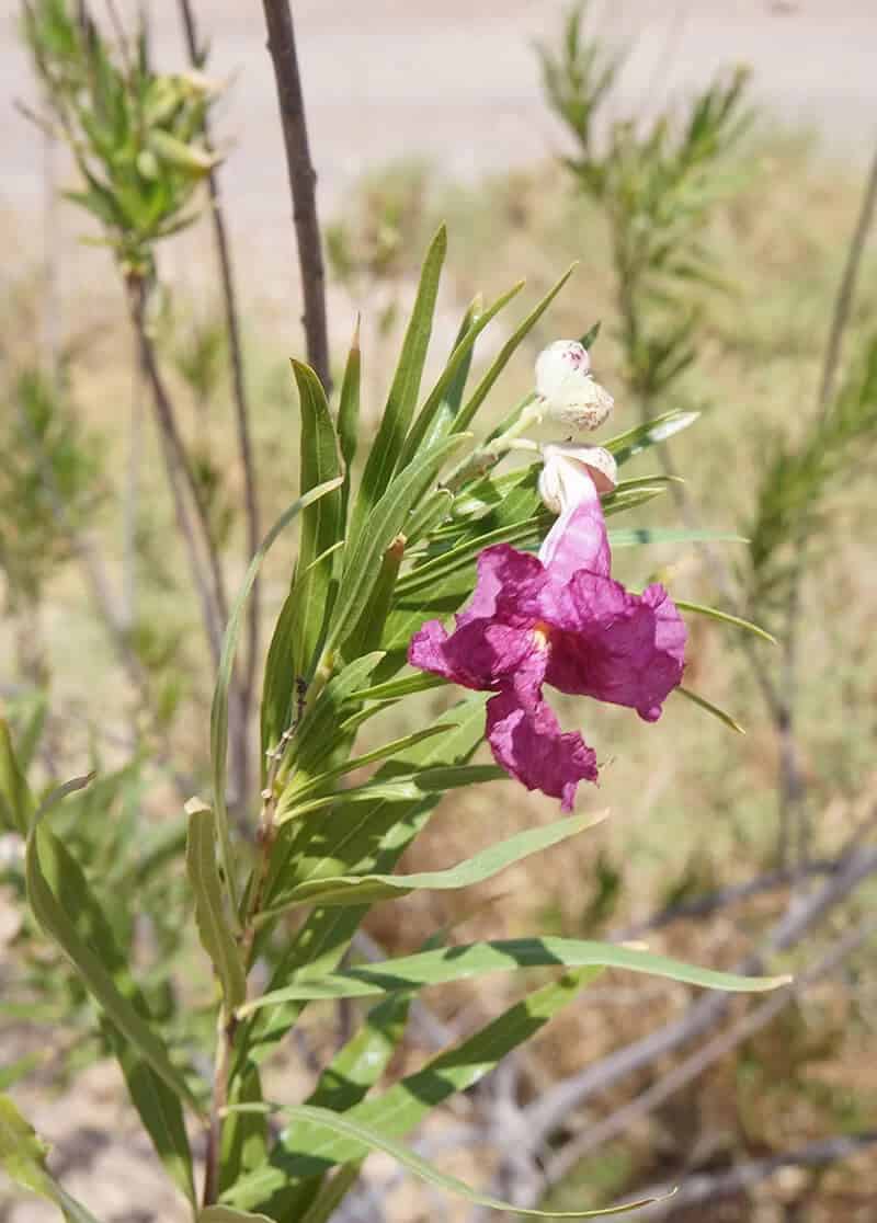 Desert Willow (Chilopsis Linearis Lucretia Hamilton)