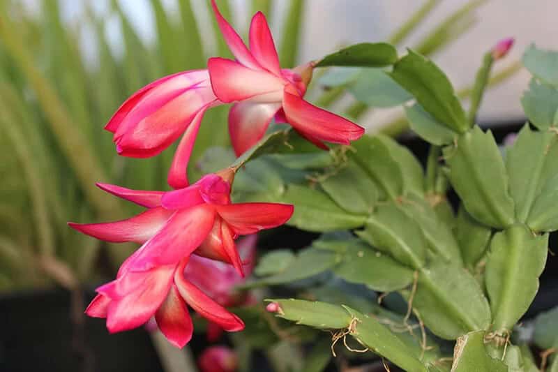 Christmas Cactus (Schlumbergera × Buckleyi)