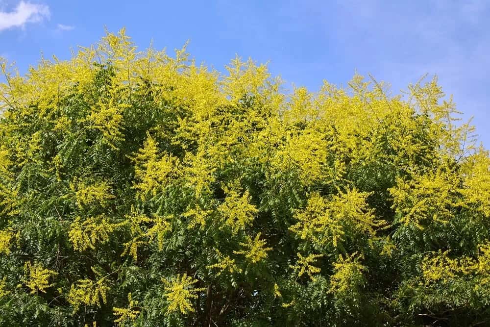 Golden Raintree (Koelreuteria paniculata)