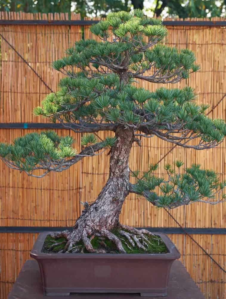 Japanese White Pine (Pinus parviflora)