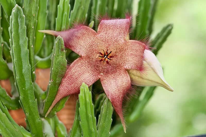 Zulu Giant (Stapelia Gigantea)