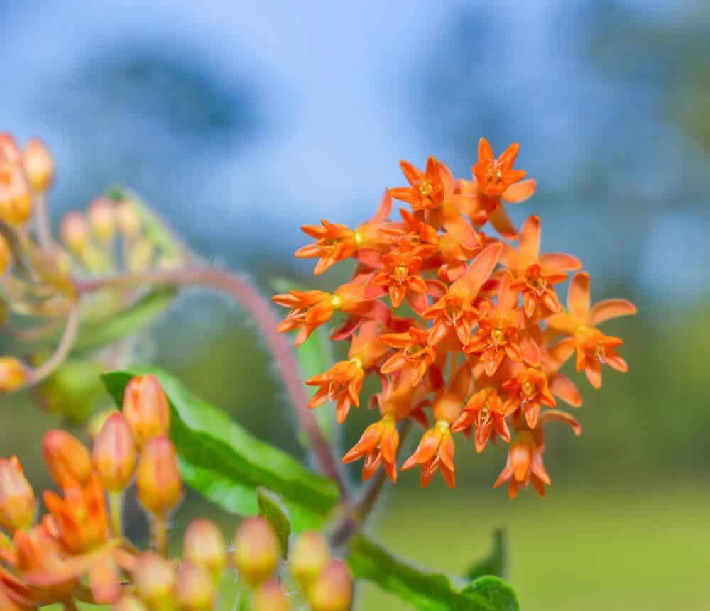 Butterfly Weed (Asclepias tuberosa)