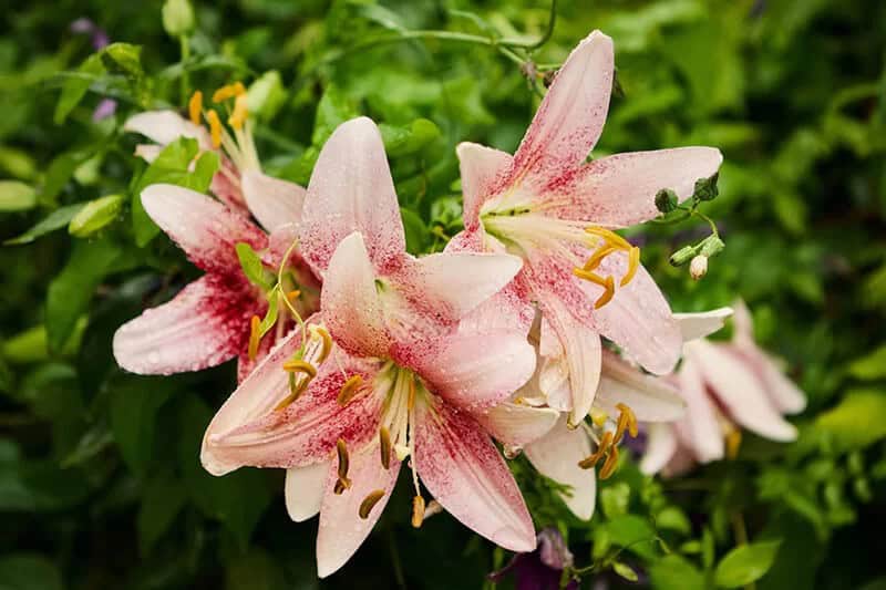 Stargazer Oriental Lily (Lilium Orientalis Stargazer)