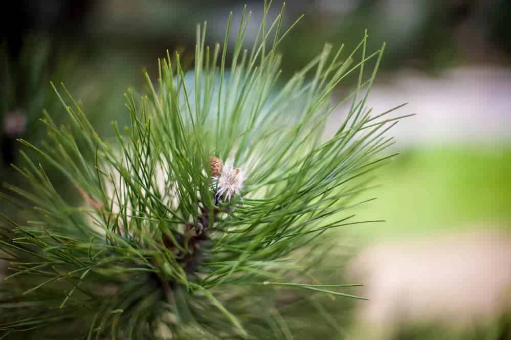 Pinyon Pine (Pinus edulis)