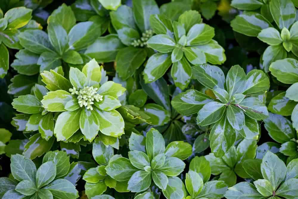 Japanese Pachysandra (Pachysandra terminalis)