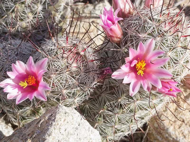 Pincushion Cactus (Mammillaria Grahamii)