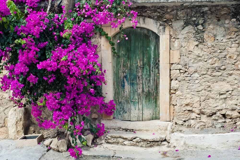 Bougainvillea (Bougainvillea)