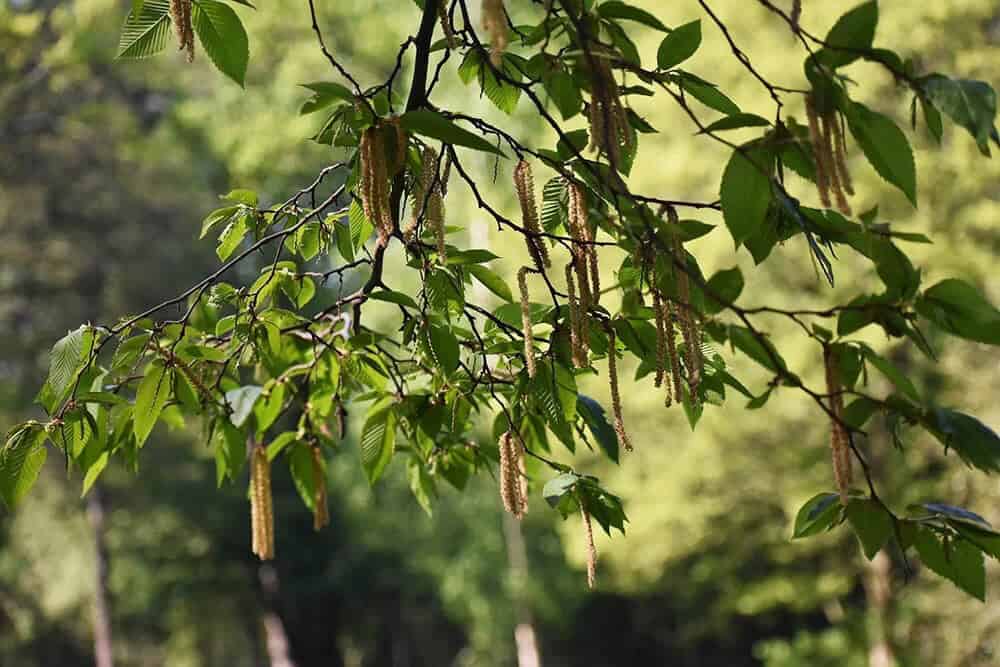 Smooth Alder (Alnus serrulata)