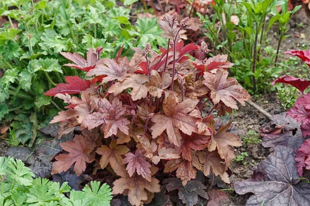 Coral Bells (Heuchera ‘Forever Red’)