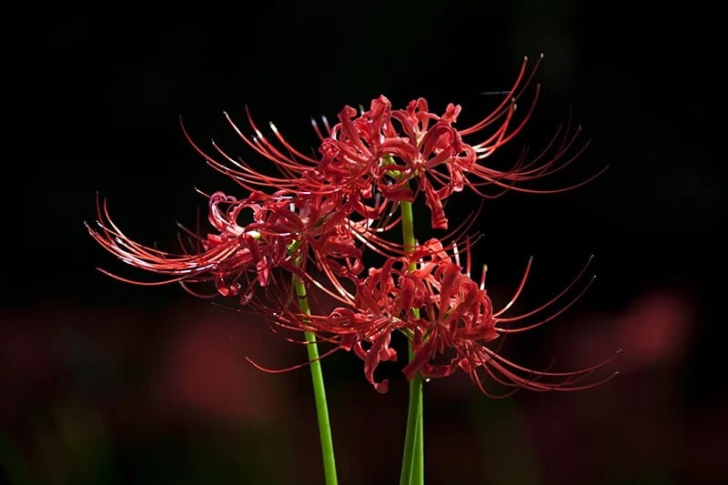 Spider Lily (Lycoris Radiate)