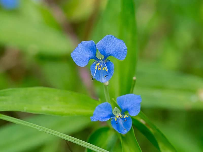 Birdbill Dayflower (Commelina Diffusa)