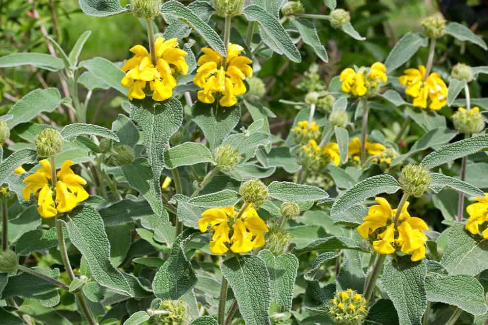 Jerusalem Sage (Phlomis fruticosa)