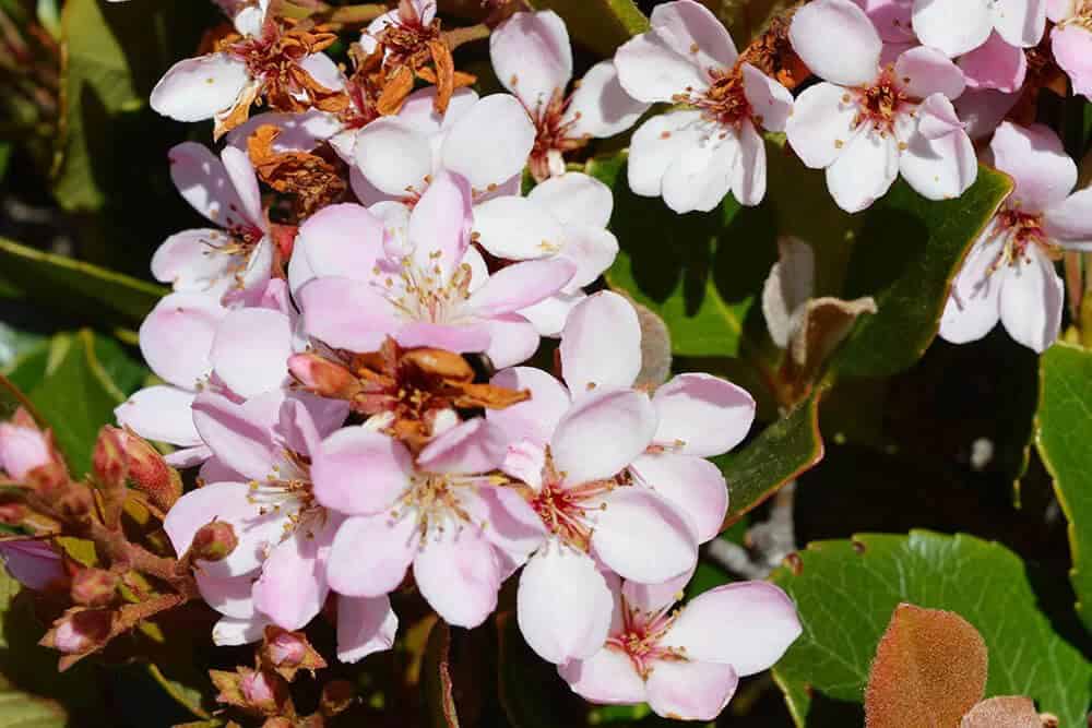 Dwarf Indian Hawthorn (Rhaphiolepis indica)