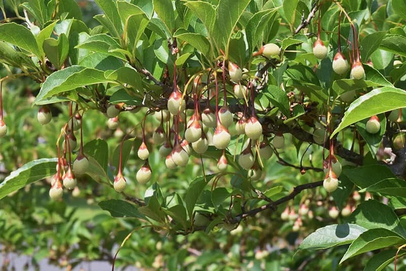 Snowbell (Styrax Japonicus)