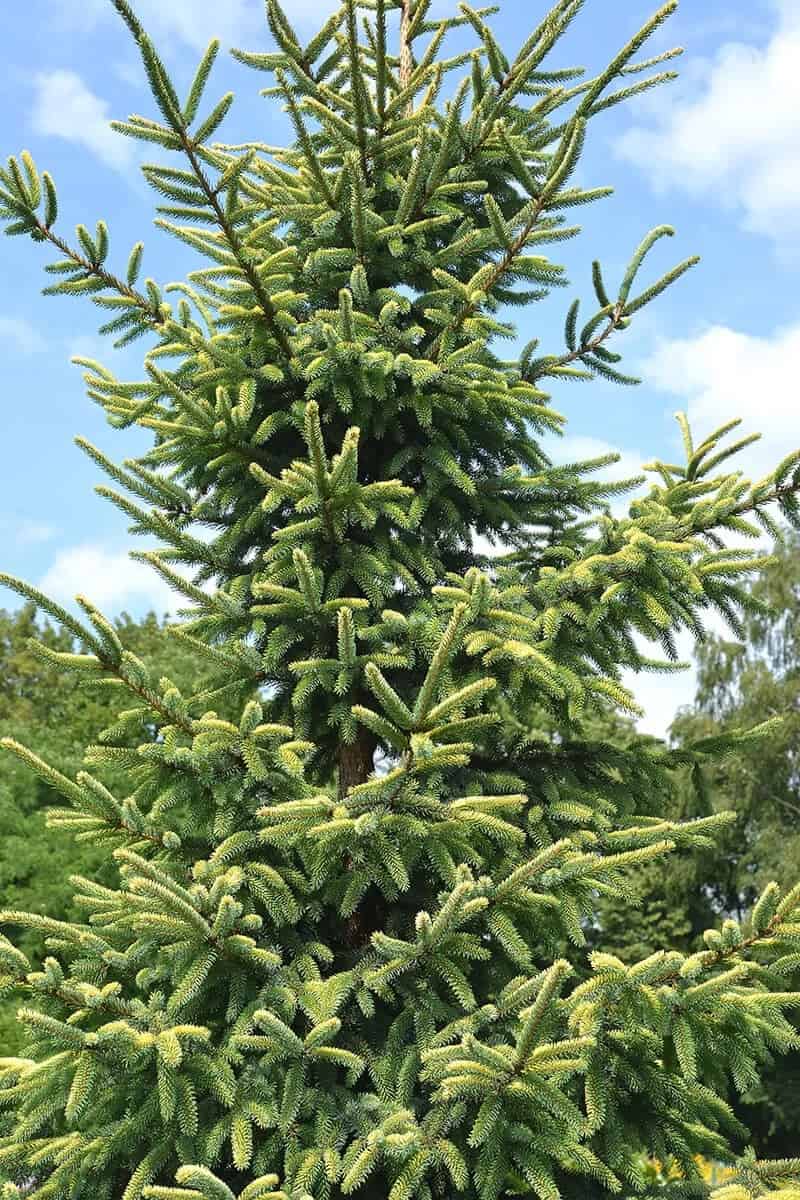 The Black Spruce (Picea Mariana)