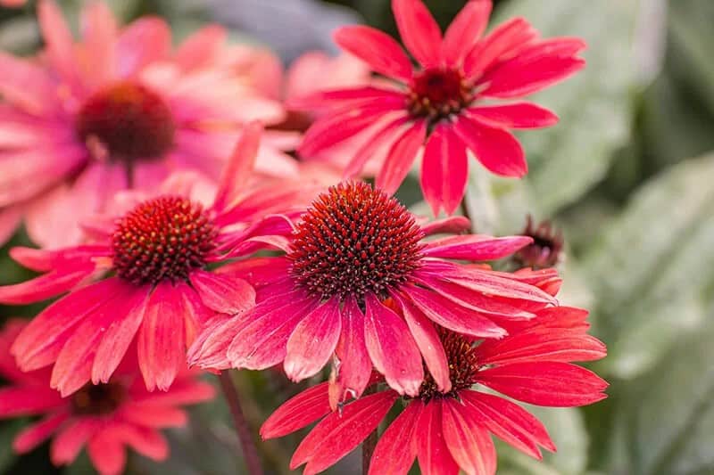 Coneflower (Echinacea Purpurea ‘Balsomsed’ Sombrero Salsa Red)