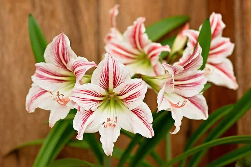 Amaryllis (Amaryllidaceae Hippeastrum)