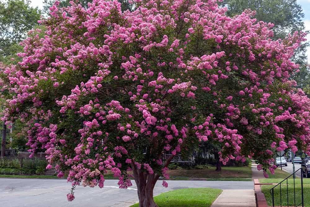 Crape myrtle (Lagerstroemia indica)