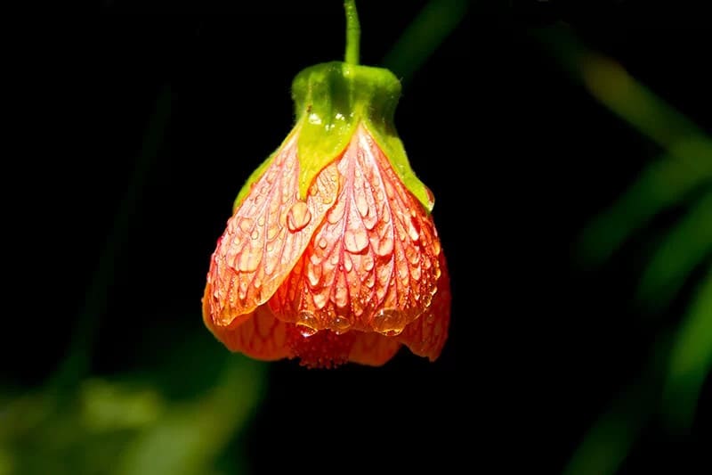 Painted Abutilon (Abutilon Pictum ‘Thompsonii’)