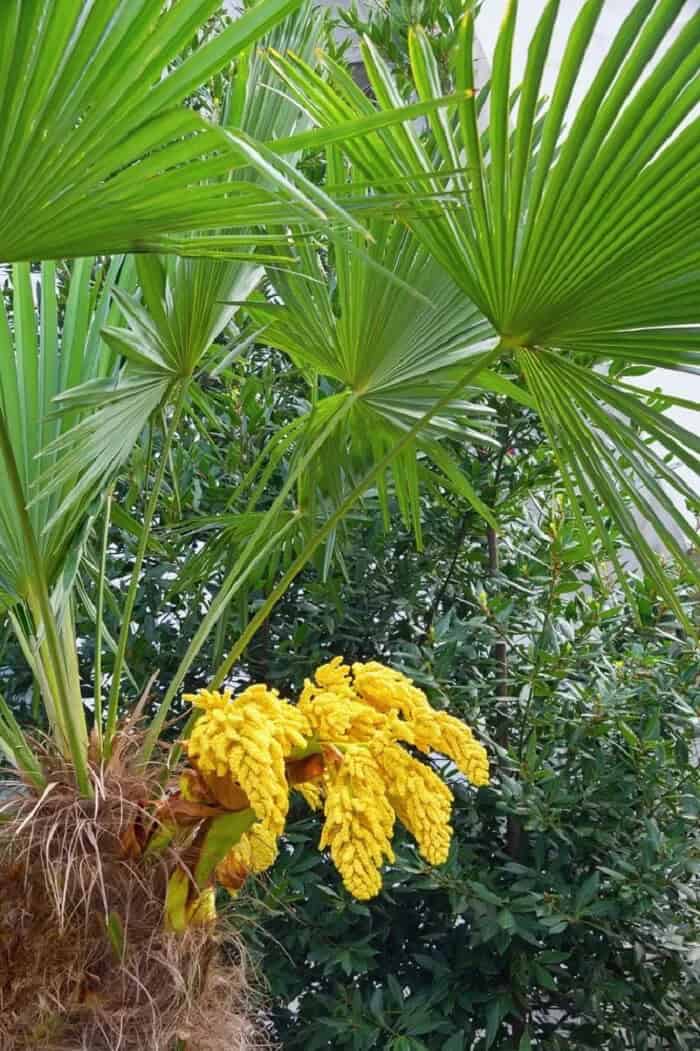 European Fan Palm (Chamaerops humils)