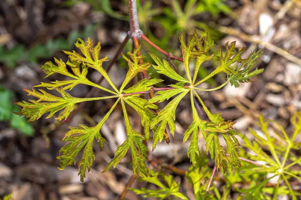 Green Cascade Japanese Maple (Acer japonicum ‘Green Cascade’)