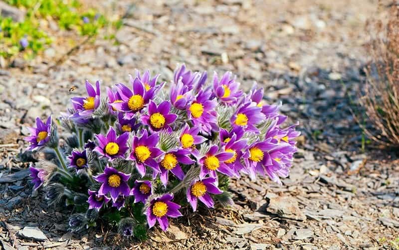 Eastern Pasque Flower (Pulsatilla Patens)