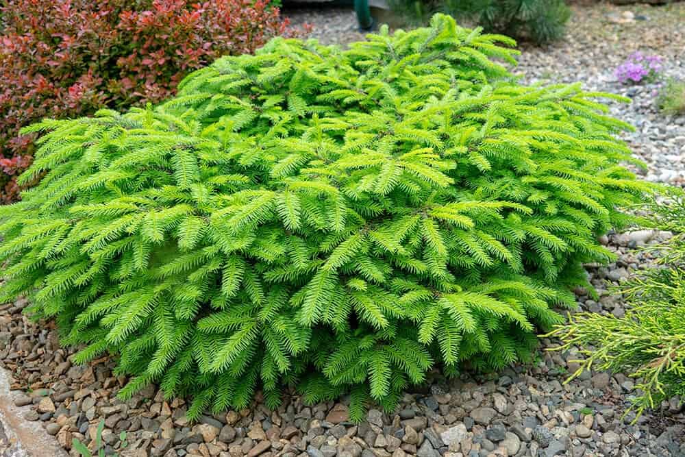 Birds’ Nest Norway Spruce (Picea abies ‘nidiformis’)