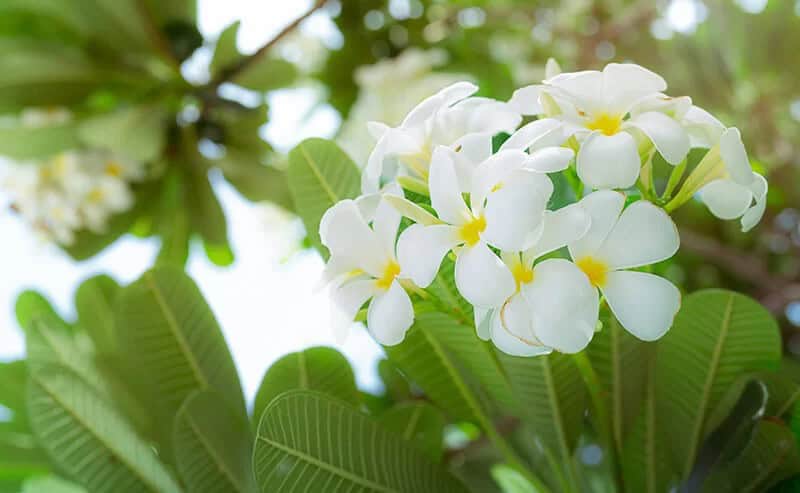 West Indian Jasmine (Plumeria Alba)