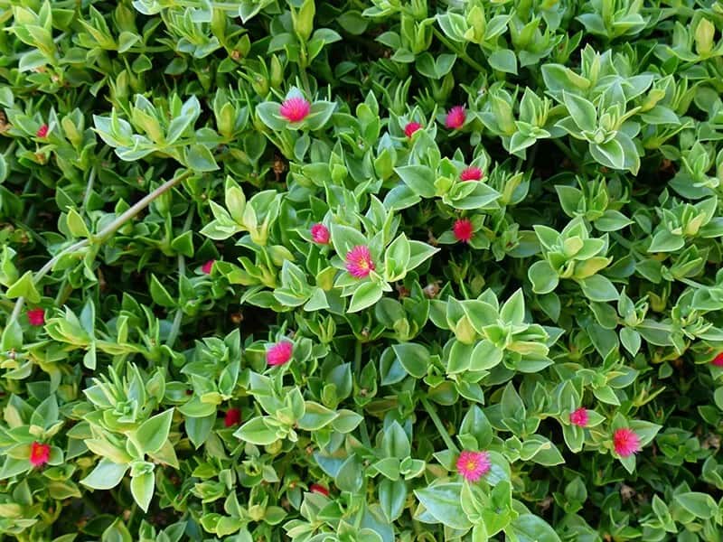 Baby Sun Rose (Aptenia Cordifolia)