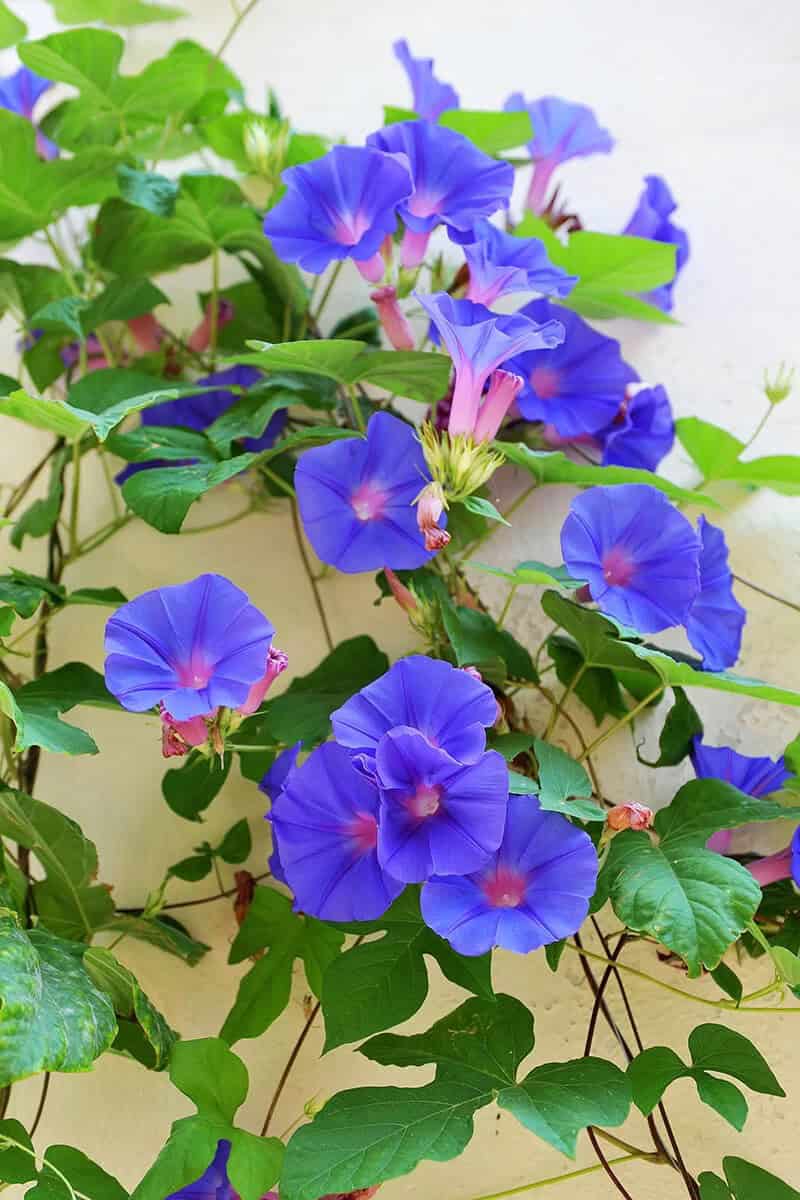 Morning Glory (Ipomoea)