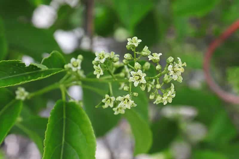 Bitter Sweet (Celastrus scandens)