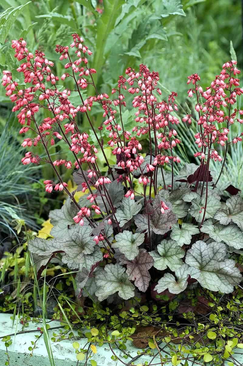 Alumroot (Heuchera Americana)